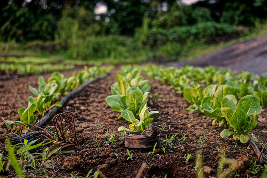 Precise Agriculture Offers Immediate Benefits for Farmers Regarding Size and Scale of Business